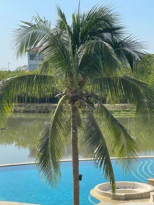 a palm tree in front of a swimming pool at Condominio Campestre Laguna Club Cartagena in Los Arrayanes