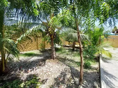a group of palm trees in a yard at Casa Bustani Isla in Bocachica