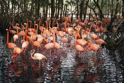 a flock of pink flamingos standing in the water at ORESCA Hostel in Cartagena de Indias