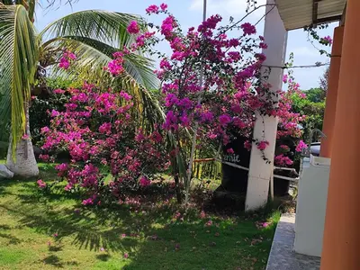 a bunch of pink flowers on the side of a house at El ensueño in San Bernardo del Viento