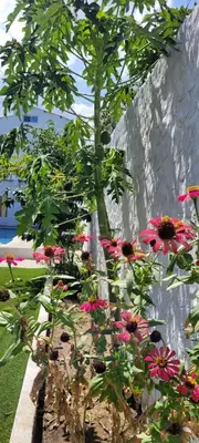 a bunch of pink flowers in a garden at Cabaña El Faro in Tubará
