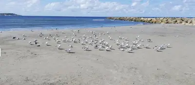 a flock of birds walking on a beach at Excelente vista al mar in Cartagena de Indias
