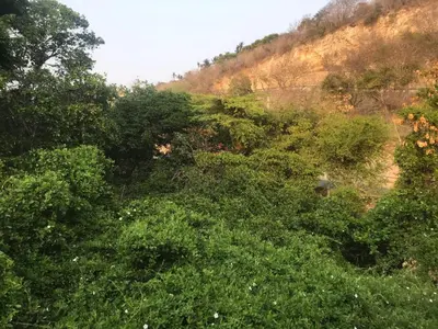 a hillside filled with lots of lush green trees at Hotel Villa Mary Apartaestudios playa in Puerto Colombia