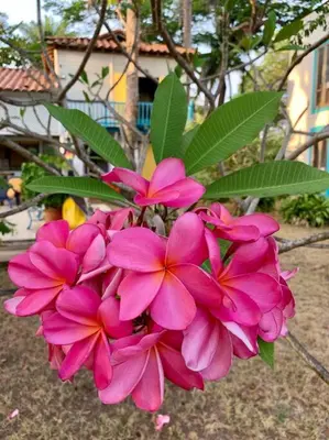 a bunch of pink flowers in front of a house at Casita Caribe en reserva natural, playa privada, kayaks, wifi, aire acondicionado in San Onofre