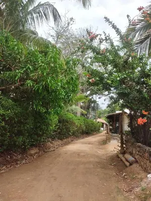 a dirt road with trees on the side of a street at CABAÑA ACUARIO in El Porvenir
