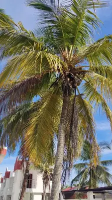 a palm tree in front of a building at Cabaña 8 Arrecifes in Coveñas