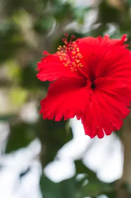a bright red flower with a white background at Villa Nuevo Amanecer Santa Verónica in Santa Veronica