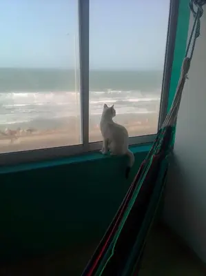 a white cat sitting on a window sill looking out at Casa Grace Apto con vista al mar in Cartagena de Indias