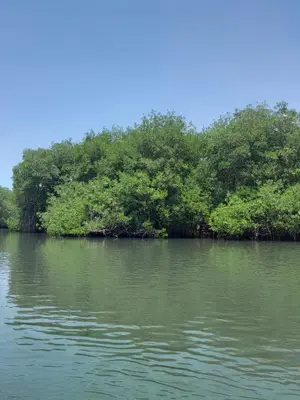 a large body of water with trees in the background at PLAYA MAG in Coveñas