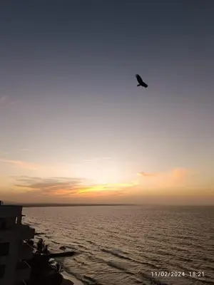 a bird flying over the ocean at sunset at Las 4 Estaciones Alojamientos de Ensueño Coveñas in Coveñitas