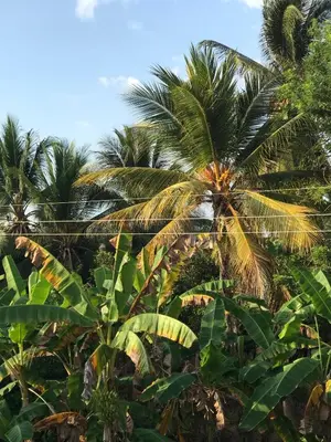 a group of palm trees in a field at Cabaña Coveñas Los García in Coveñas