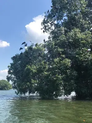 a group of birds on a tree in the water at Cabaña Coveñas Los García in Coveñas
