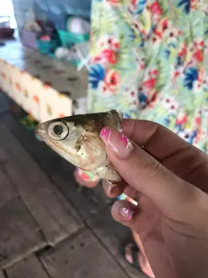 a person holding a fish in their hand at Cabaña Coveñas Los García in Coveñas