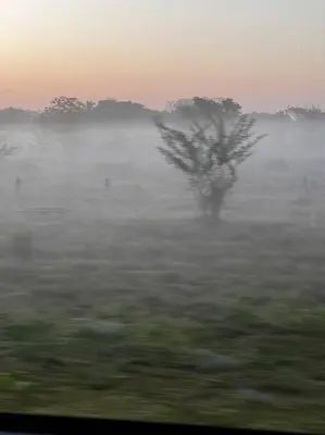 a tree in the middle of a field with fog at Habitación confortable y terraza Hamacas Coveñas in Coveñas