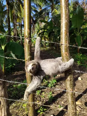 a sloth hanging on a barbed wire fence at Sol y Mar in Isla Fuerte