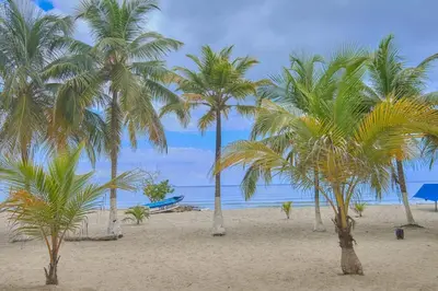 a group of palm trees on a beach at Hermoso Apartamento Frente al Mar 2 Habitaciones C13B in Coveñitas